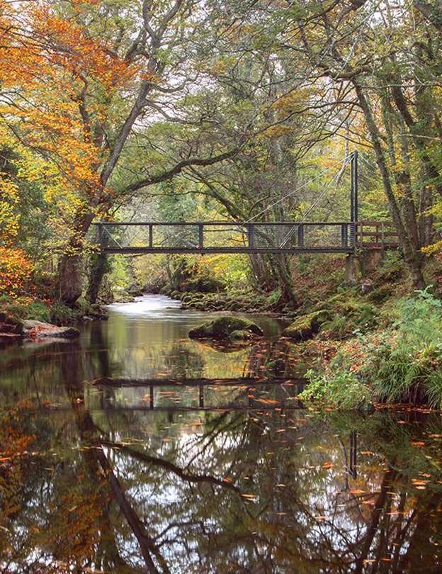 River Surrounded by trees