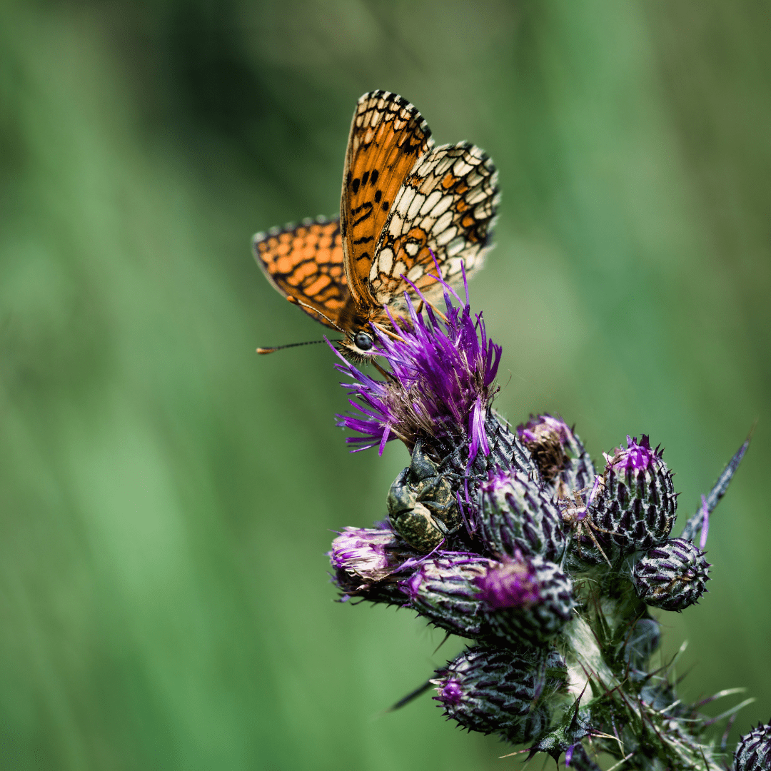 Butterfly On A Plant