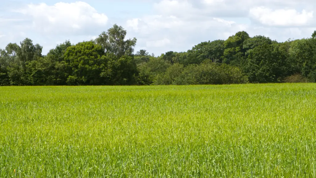 What is additionality in BNG? Income stacking and eligibility explained.