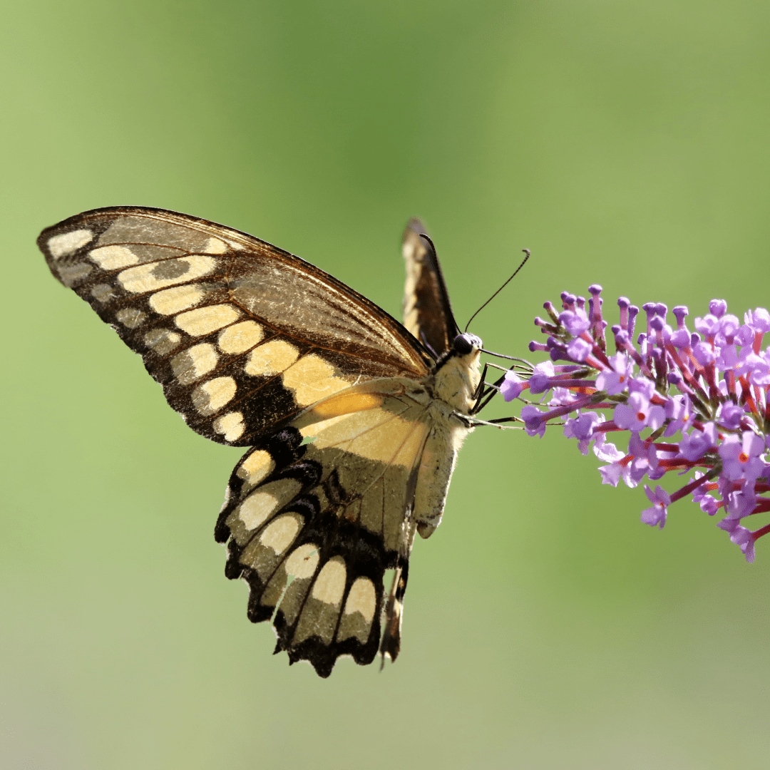 Butterfly On A Plant