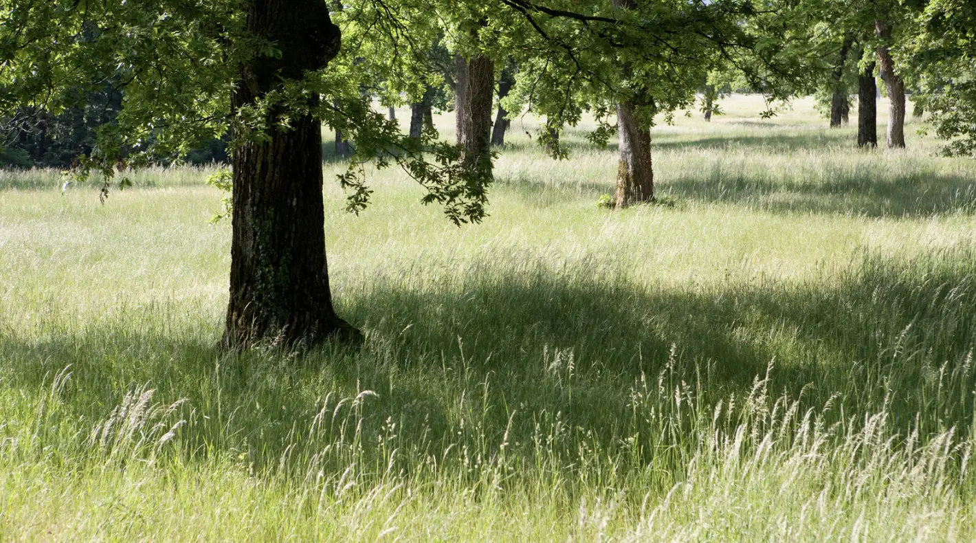 What is a habitat management and monitoring plan?