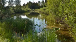 Understanding Statutory Biodiversity Metrics: Tools and Resources Explained