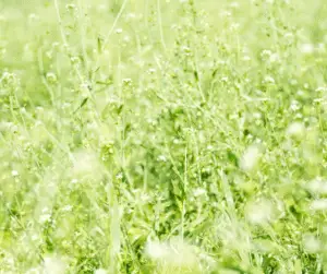 Beyond Checklists: How a Comprehensive Ecological Survey Protects Your Project and the Planet