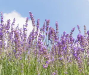 Property Developers' Guide: How Biodiversity Consultancy Prevents Costly Planning Delays