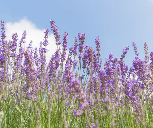 Property Developers' Guide: How Biodiversity Consultancy Prevents Costly Planning Delays