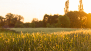 Planning Applications and Biodiversity Net Gain