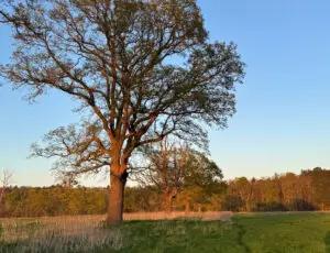 Off-Site Habitat Management and Monitoring Plans
