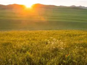 Grassland BNG Units for Sale Opportunities for Landowners and Developers