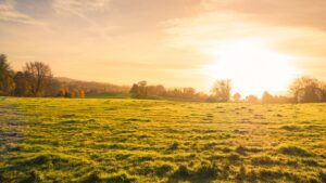 Biodiversity Net Gain Examples: How Developers Are Meeting the 10% Requirement